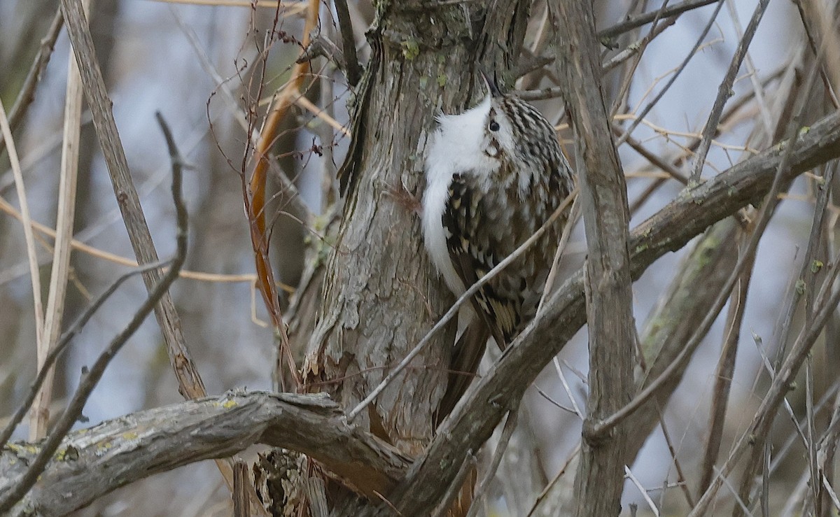 Eurasian Treecreeper - ML643699757