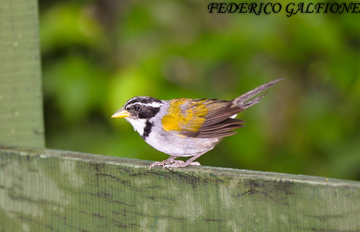 Moss-backed Sparrow - ML643699771