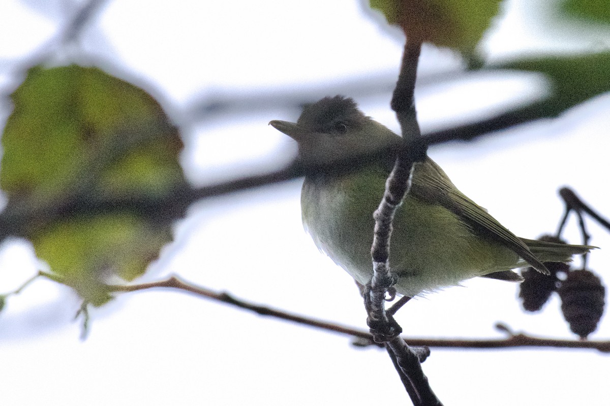 Yellow-green Vireo - ML643699796
