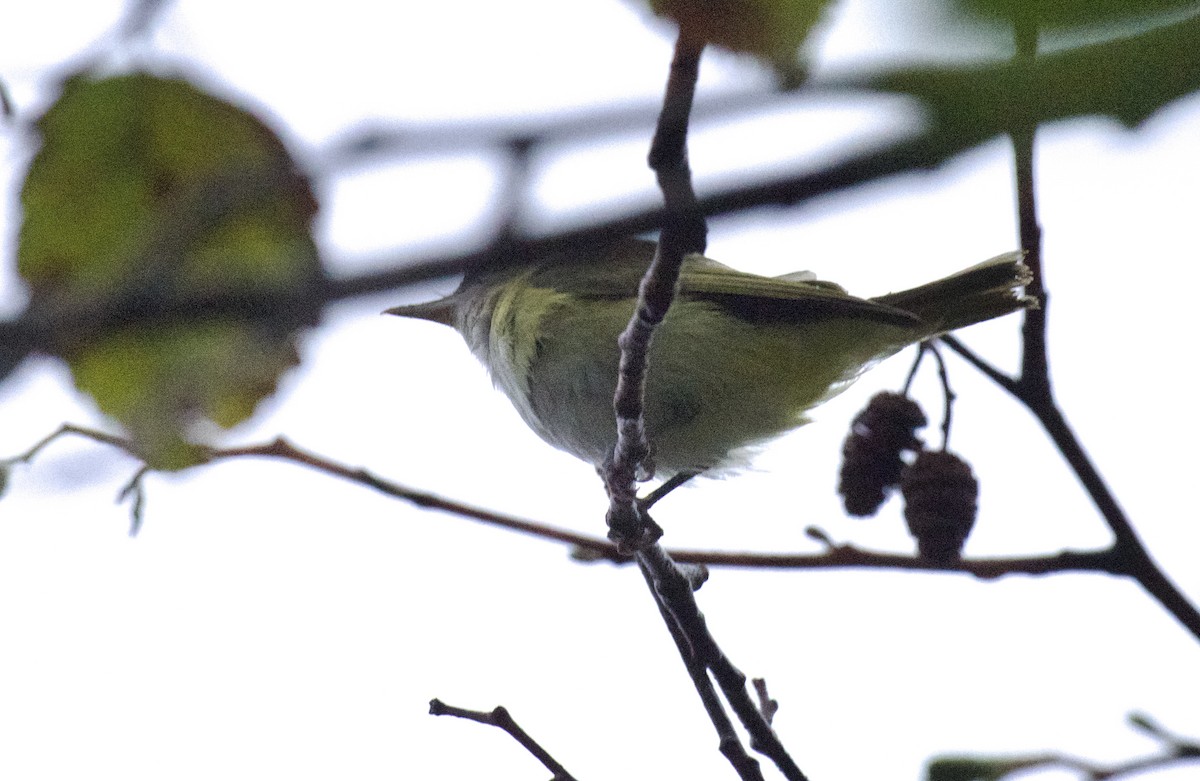 Yellow-green Vireo - ML643699797