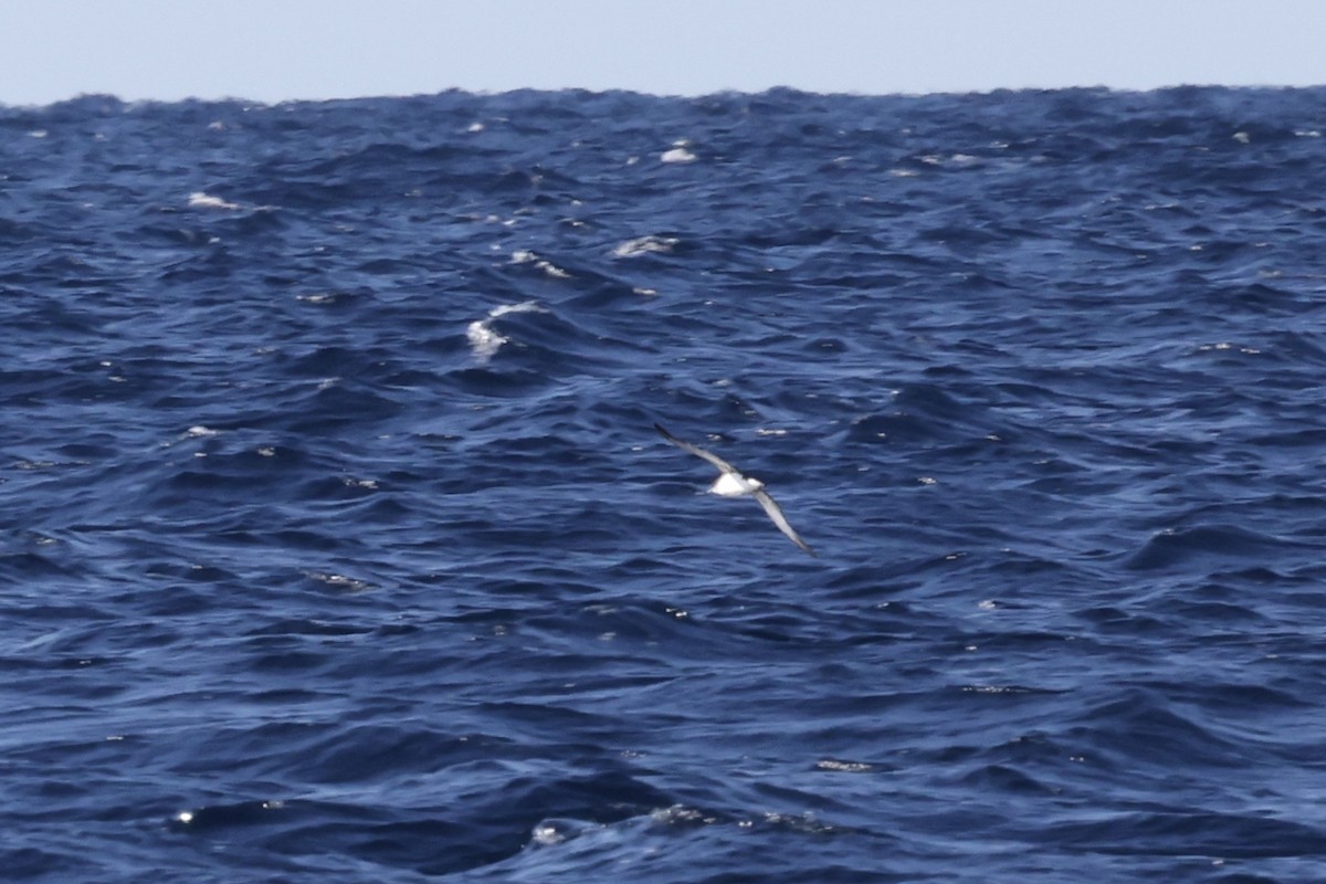 Fluttering Shearwater - ML643699823