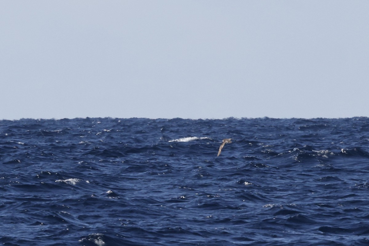 Fluttering Shearwater - ML643699824
