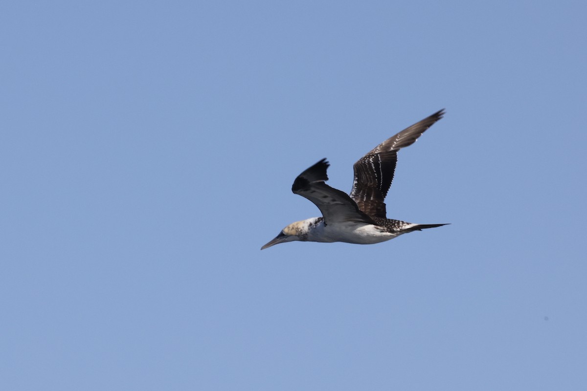 Australasian Gannet - ML643699842