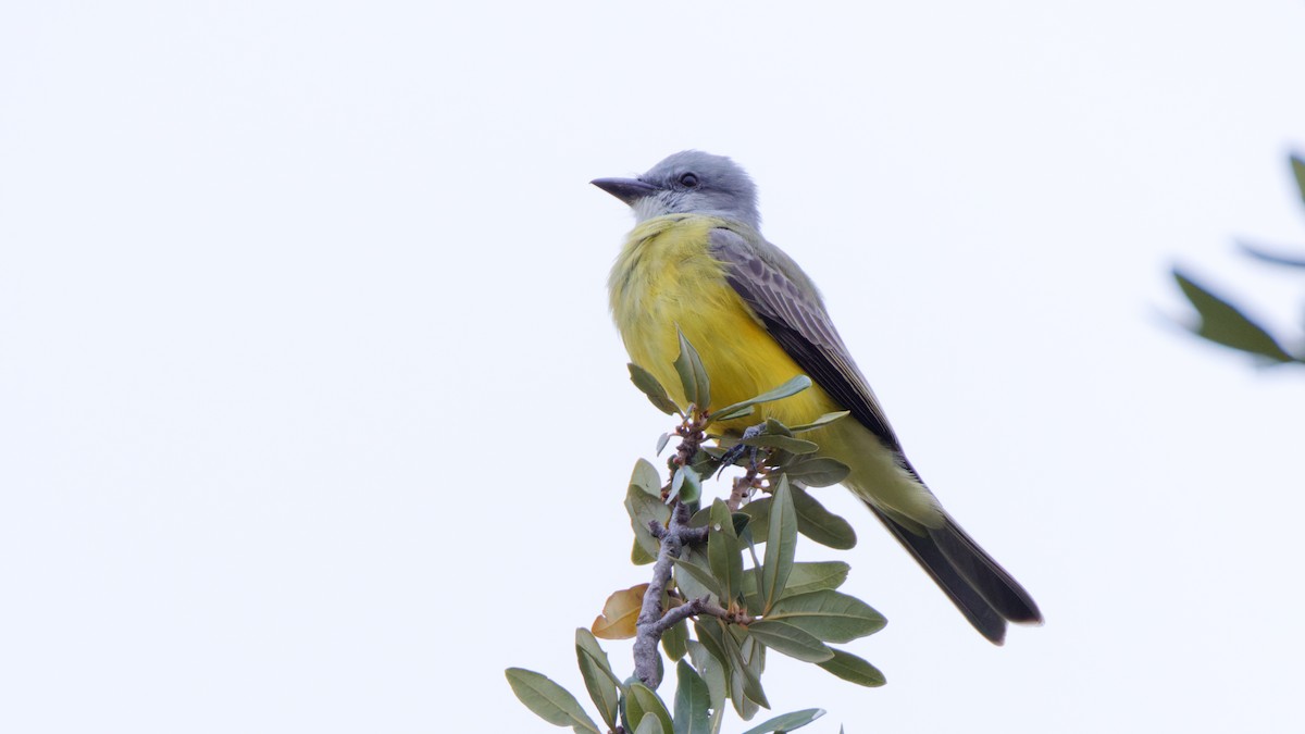 Couch's Kingbird - ML643699850