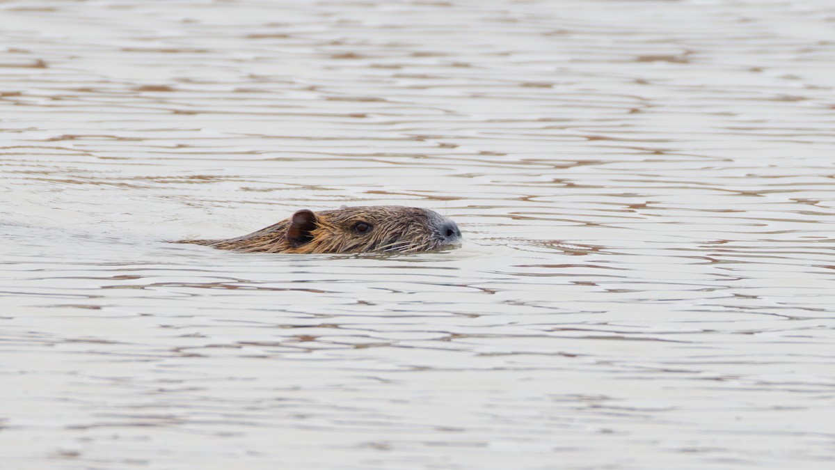 Mammals - ML643699859