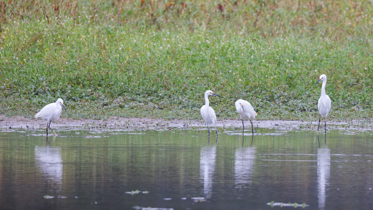 Snowy Egret - ML643699864
