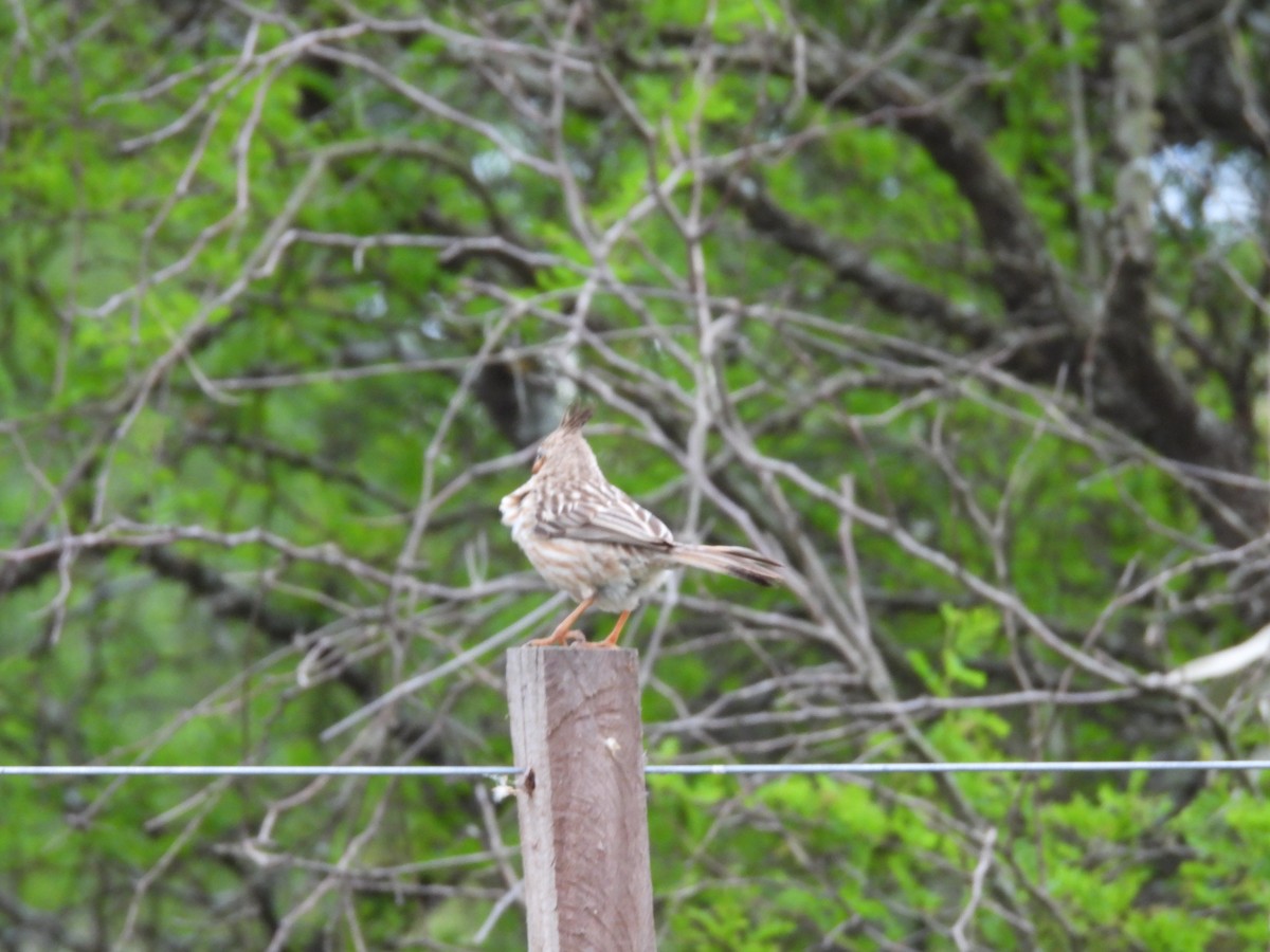 Annumbi alouette - ML643699869