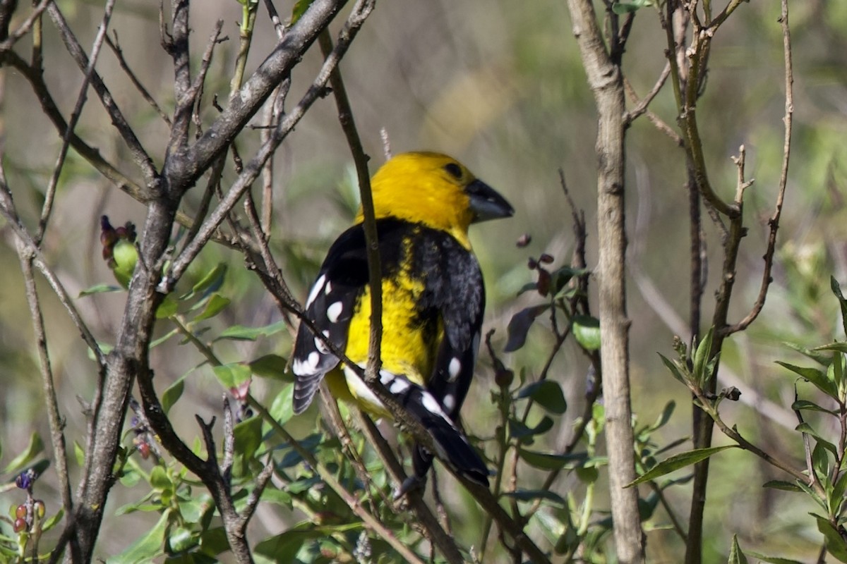 Golden Grosbeak - ML643699875