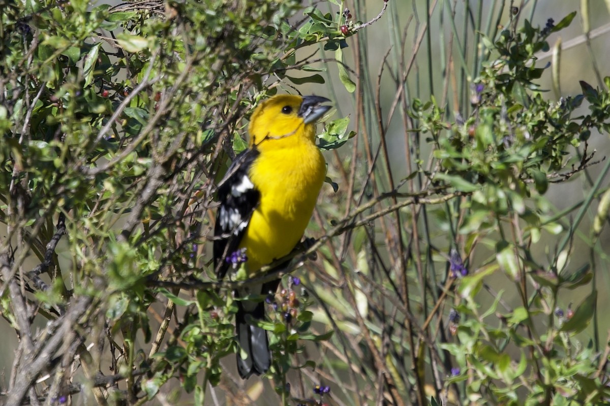Golden Grosbeak - ML643699876