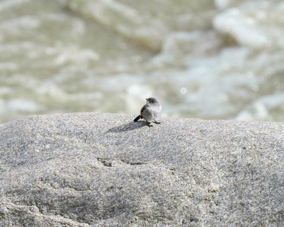 Torrent Tyrannulet - ML643699877
