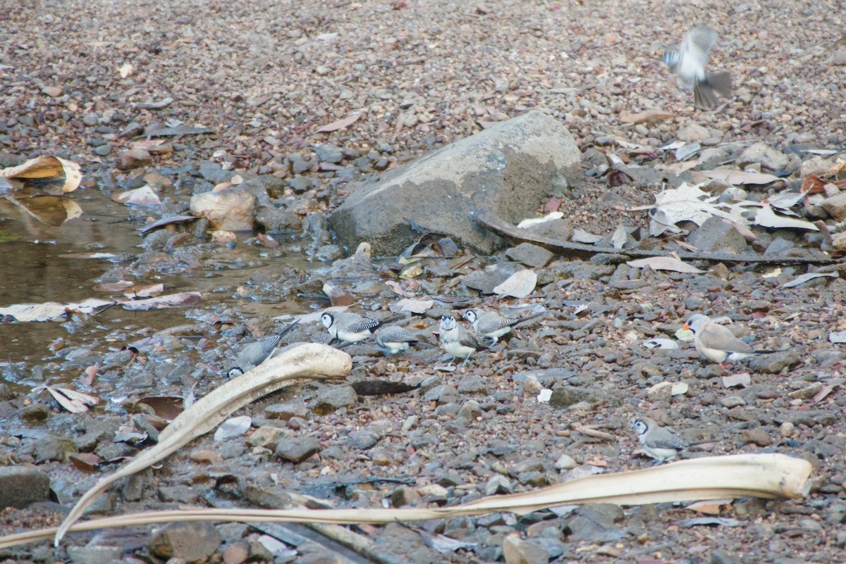 Double-barred Finch - ML643699878