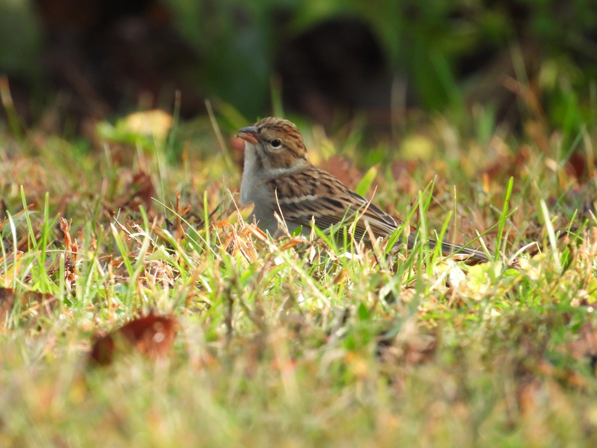 Chipping Sparrow - ML643699879