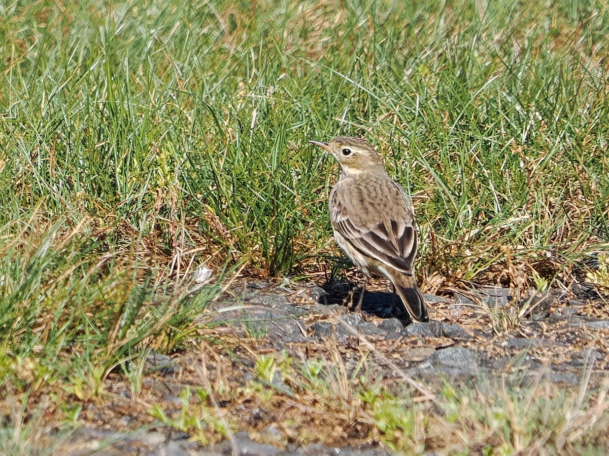 Amerikapieper - ML643699885