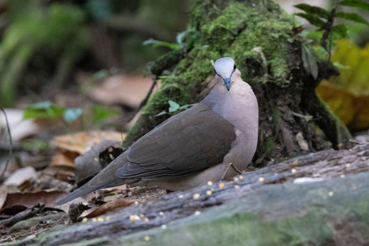 gråpannedue - ML643699901