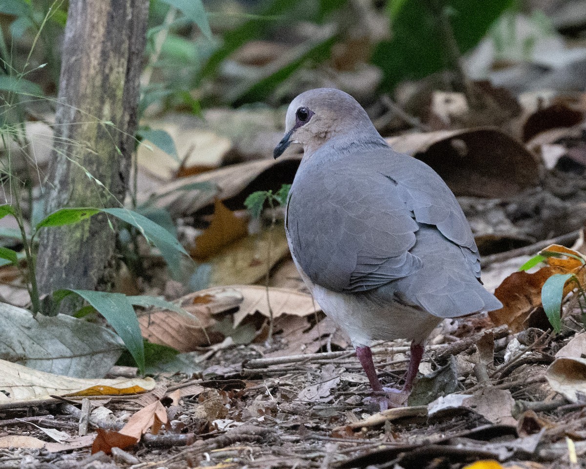 gråpannedue - ML643699902