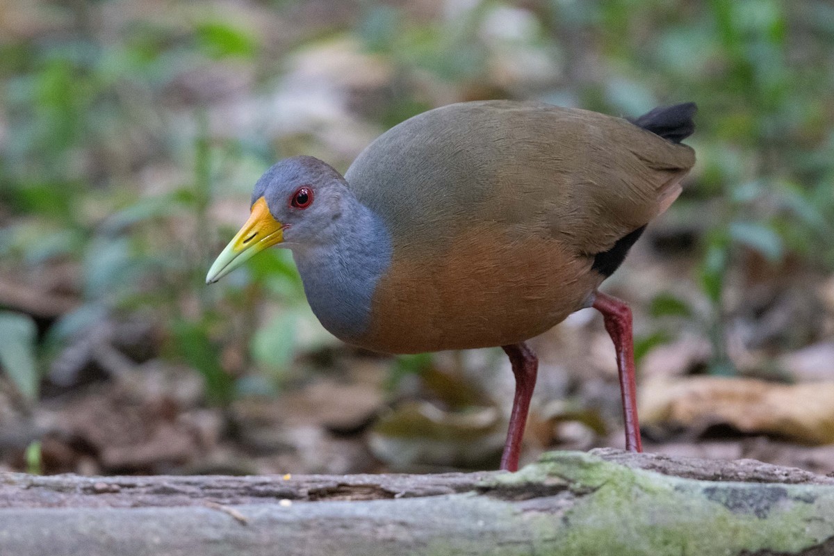 Gray-cowled Wood-Rail - ML643699904
