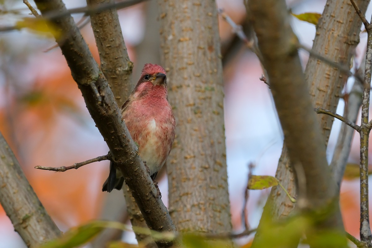 Purple Finch - ML643699931