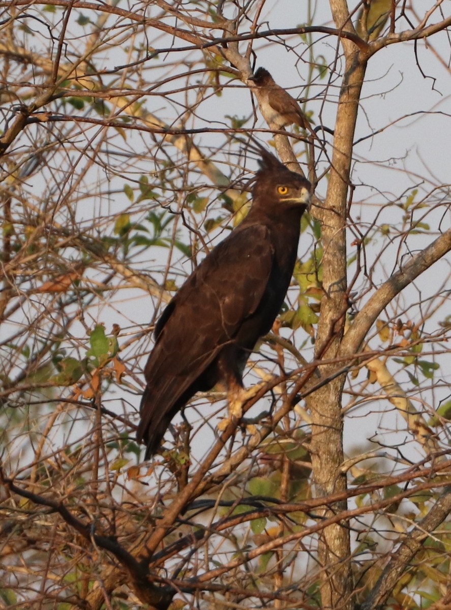 Long-crested Eagle - ML643699932