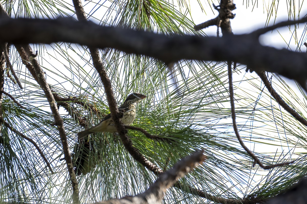 Rose-breasted Grosbeak - ML643699946
