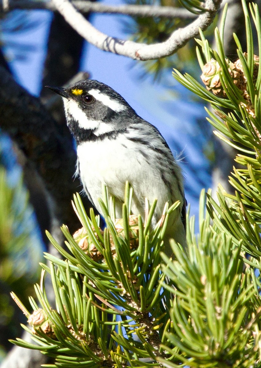 Black-throated Gray Warbler - ML643699954