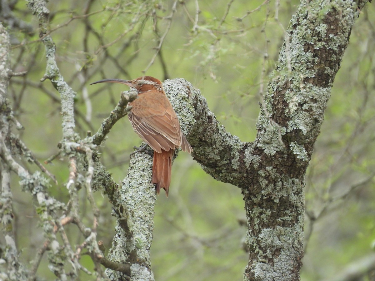 Scimitar-billed Woodcreeper - ML643699957