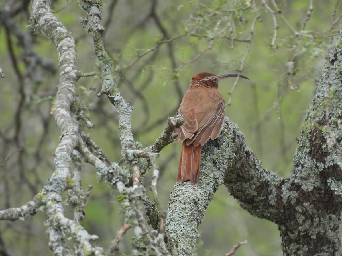 Scimitar-billed Woodcreeper - ML643699958