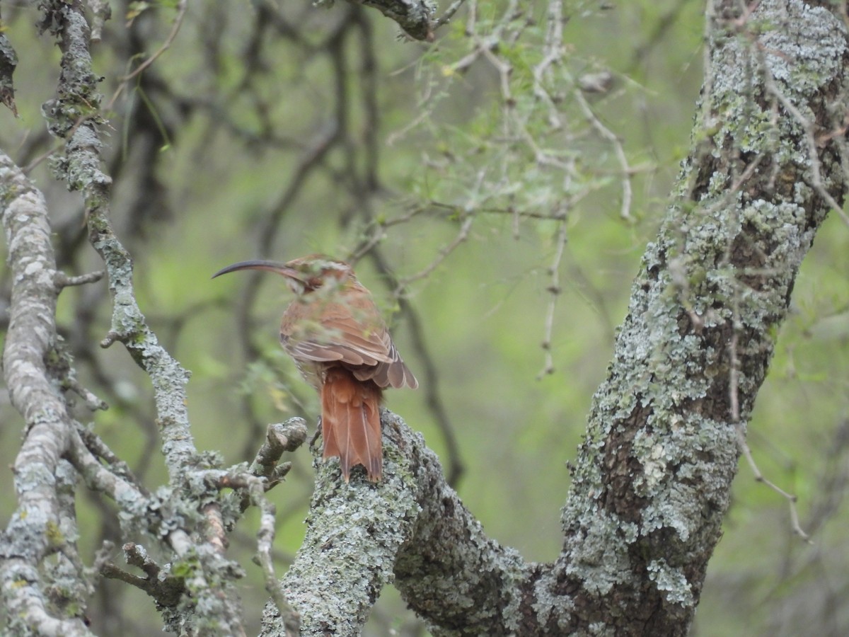 Scimitar-billed Woodcreeper - ML643699959