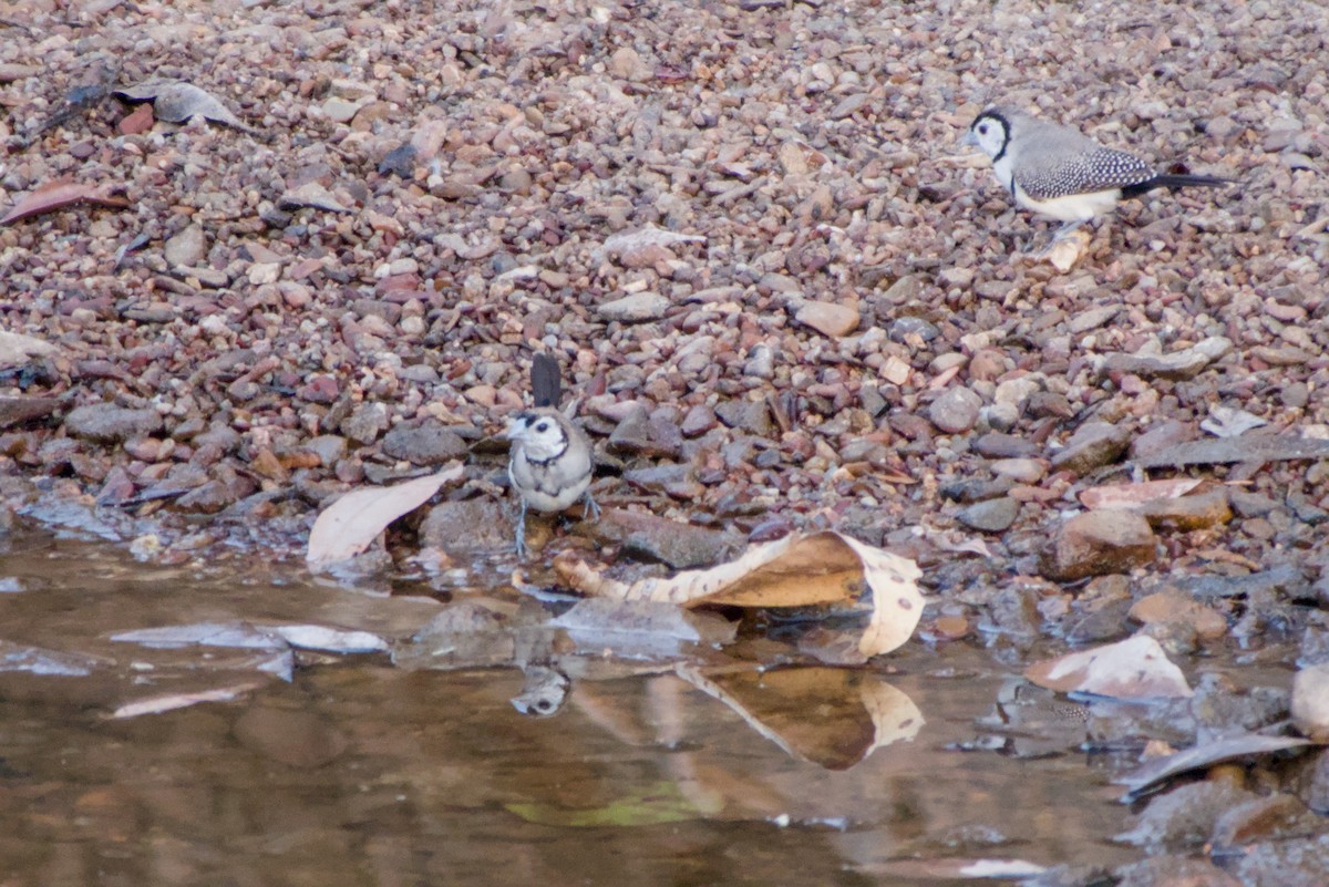 Double-barred Finch - ML643699966