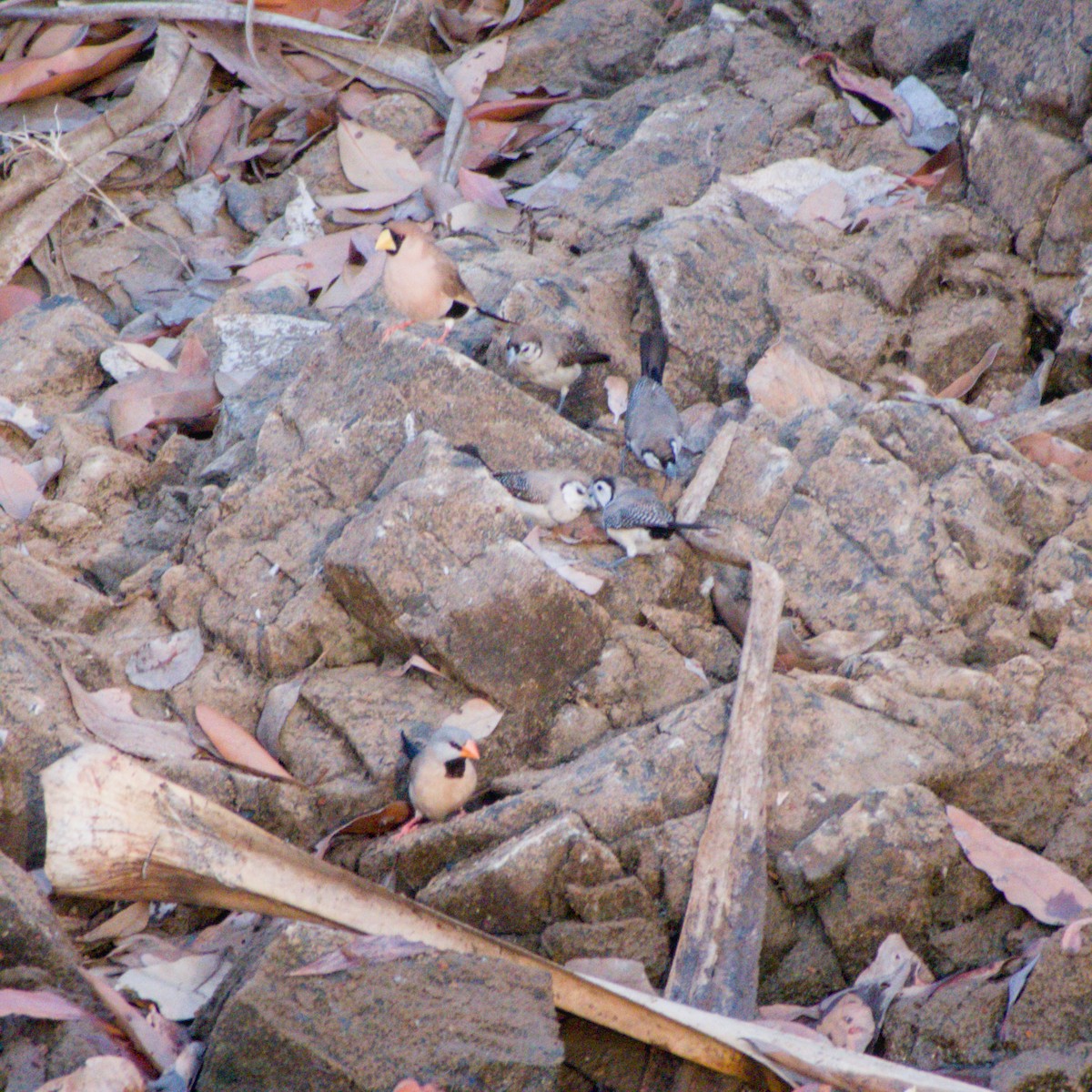 Masked Finch - ML643699984