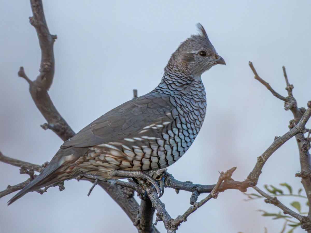 Scaled Quail - ML643699999