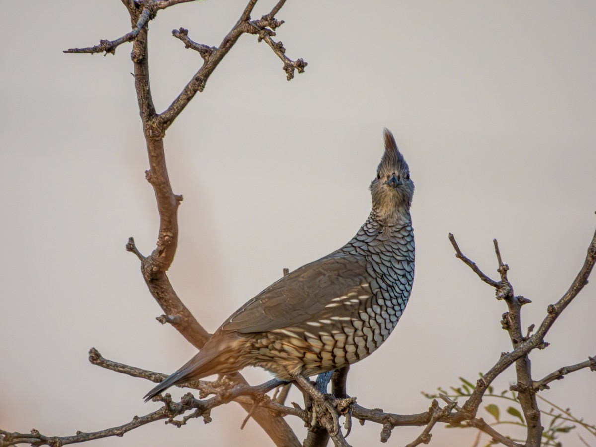 Scaled Quail - ML643700001