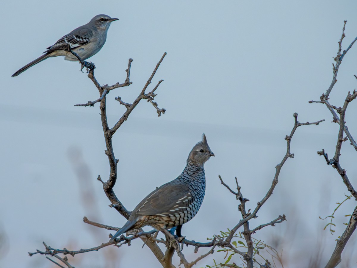 Scaled Quail - ML643700005