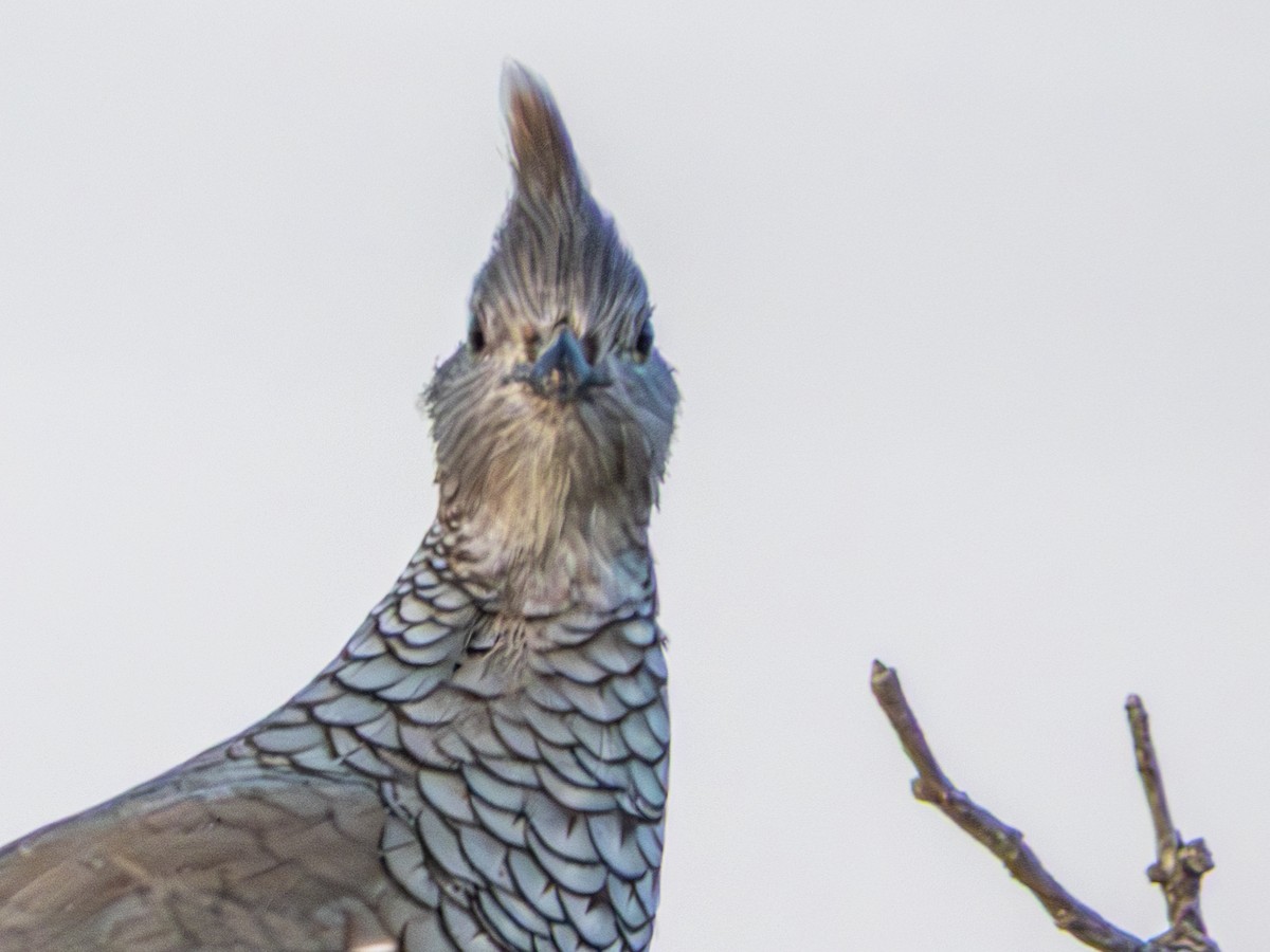 Scaled Quail - ML643700008