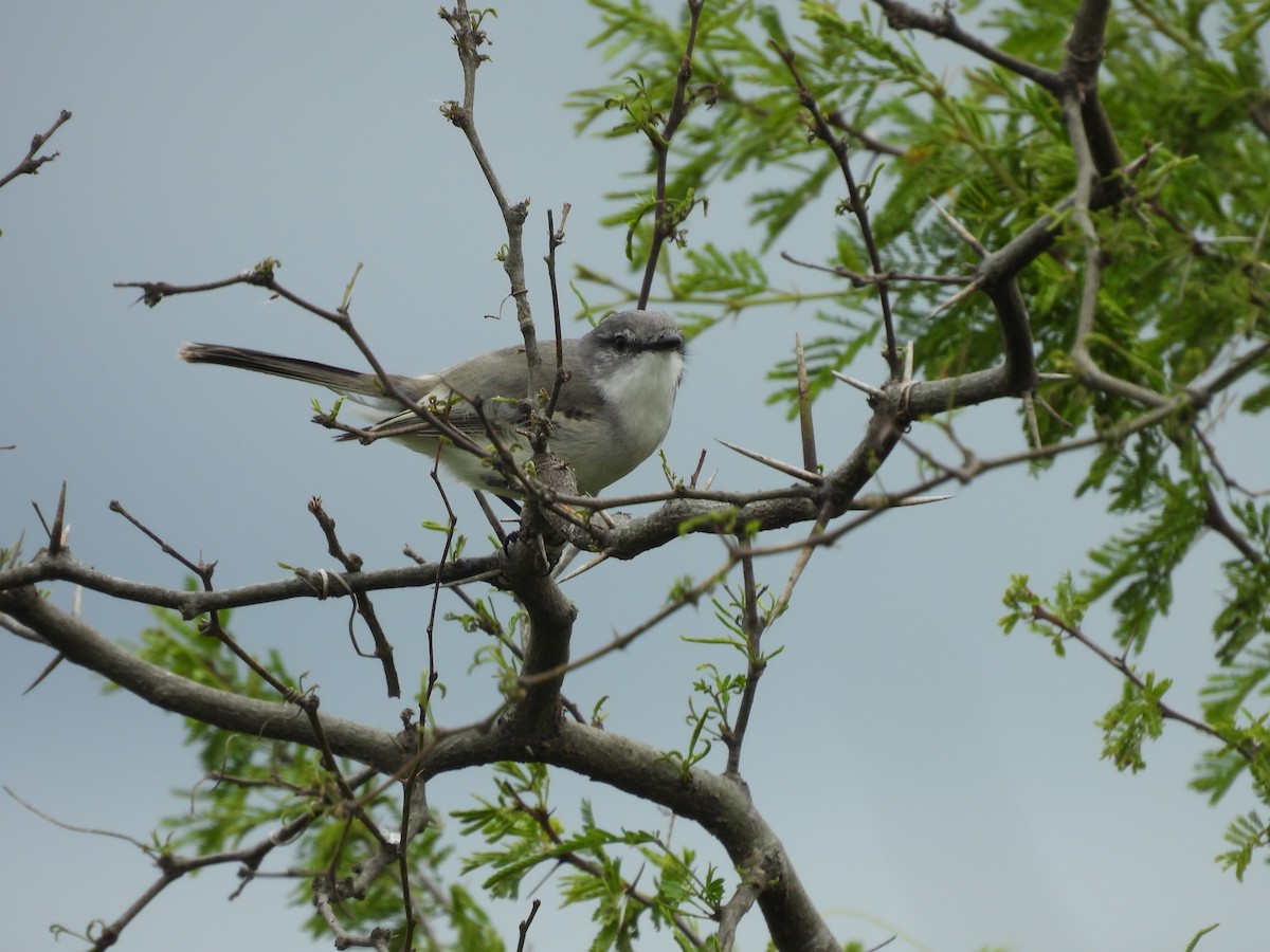 Suiriri Flycatcher - ML643700025