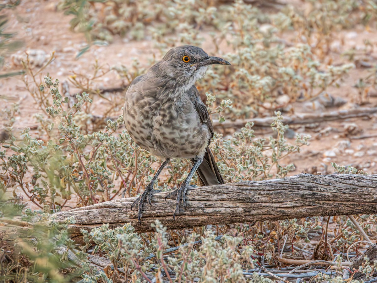 Curve-billed Thrasher - ML643700026