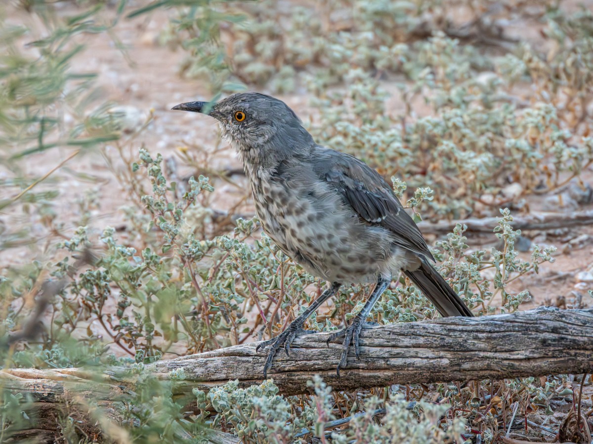 Curve-billed Thrasher - ML643700027