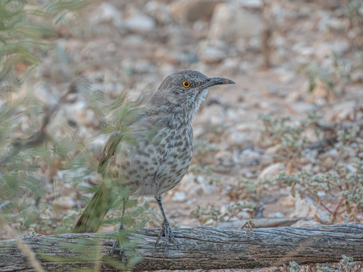 Curve-billed Thrasher - ML643700030