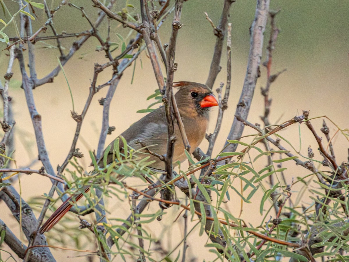 Northern Cardinal - ML643700040