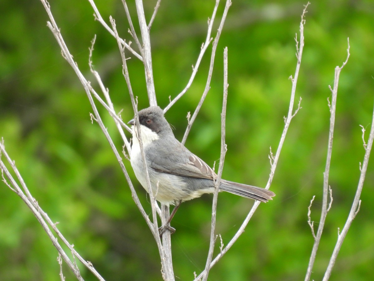 Black-capped Warbling Finch - ML643700041