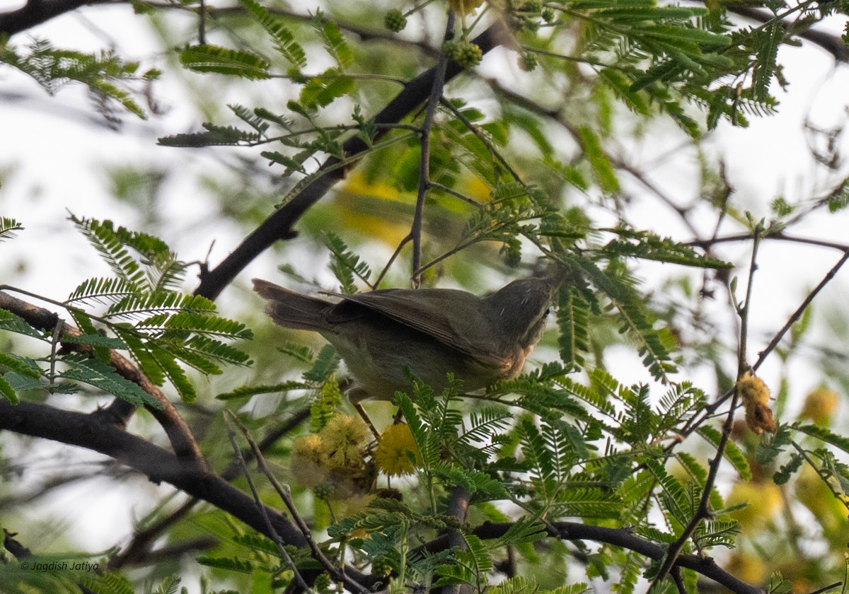 Greenish Warbler - ML643700043
