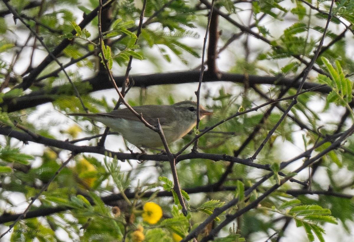 Greenish Warbler - ML643700044