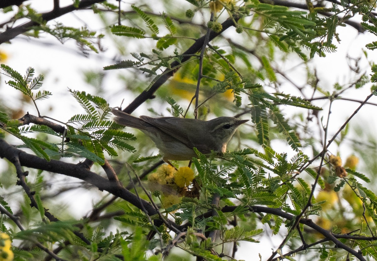 Greenish Warbler - ML643700045