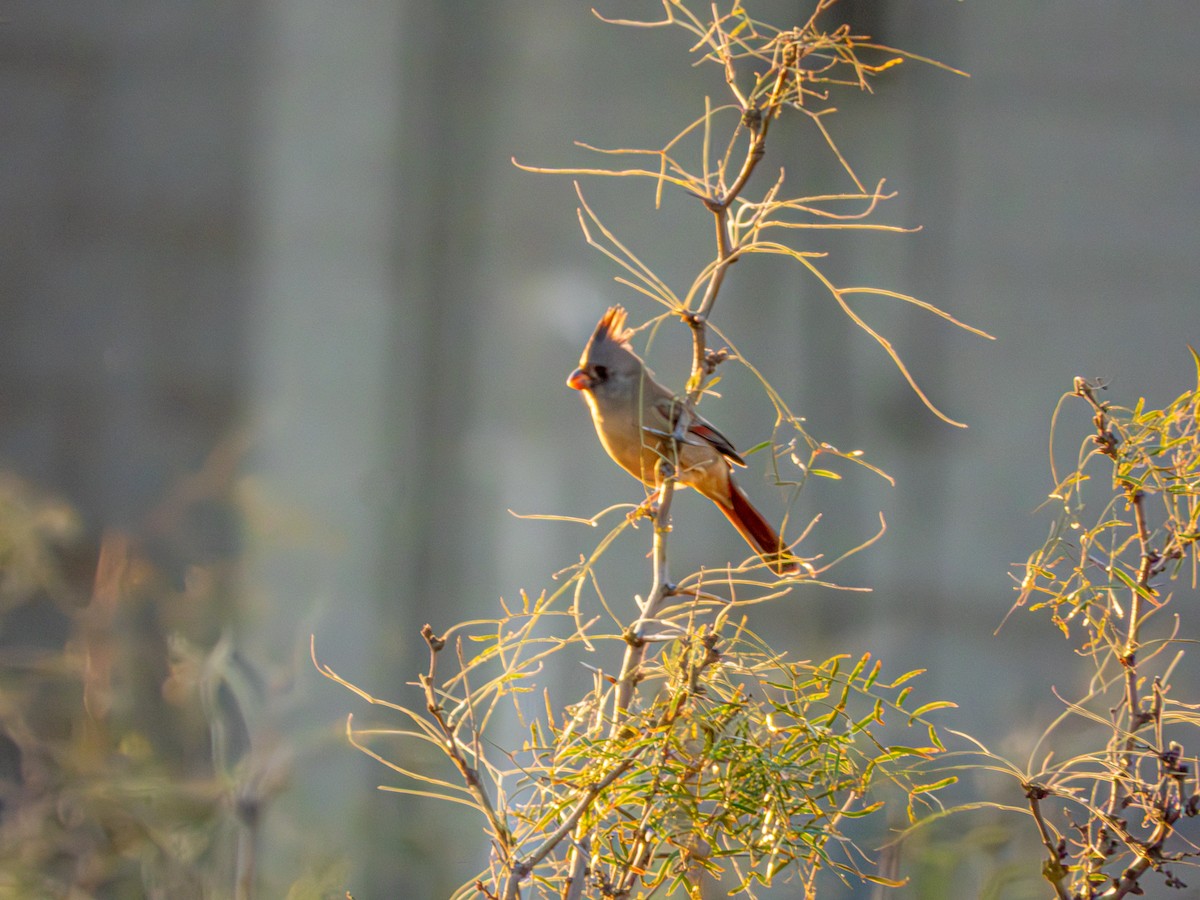 Pyrrhuloxia - ML643700047