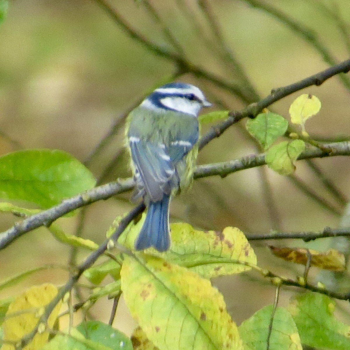 Eurasian Blue Tit - ML643700052