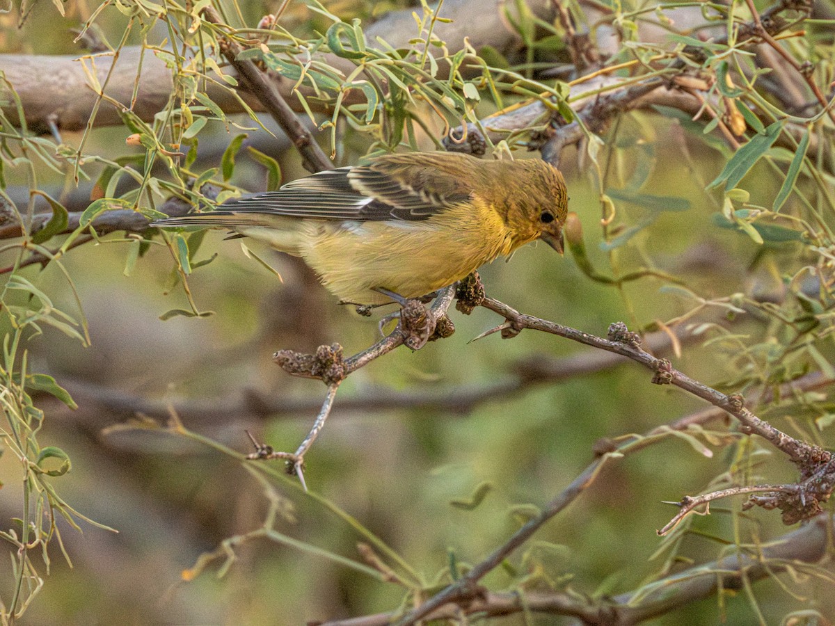 Lesser Goldfinch - ML643700053