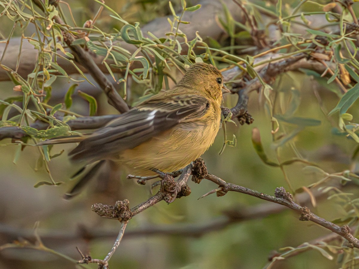 Lesser Goldfinch - ML643700055