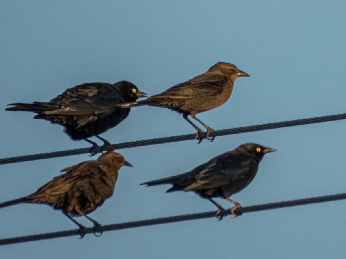 Brewer's Blackbird - ML643700061