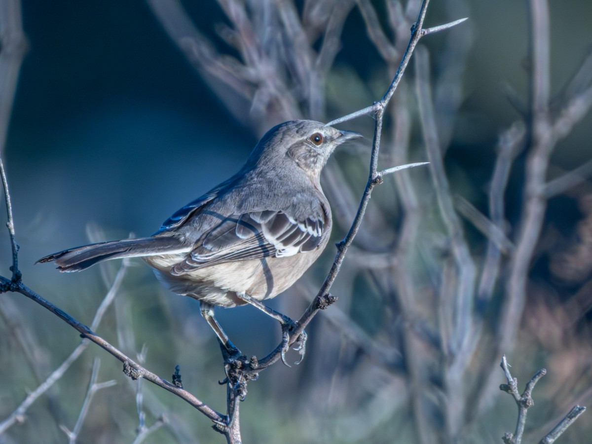 Northern Mockingbird - ML643700062
