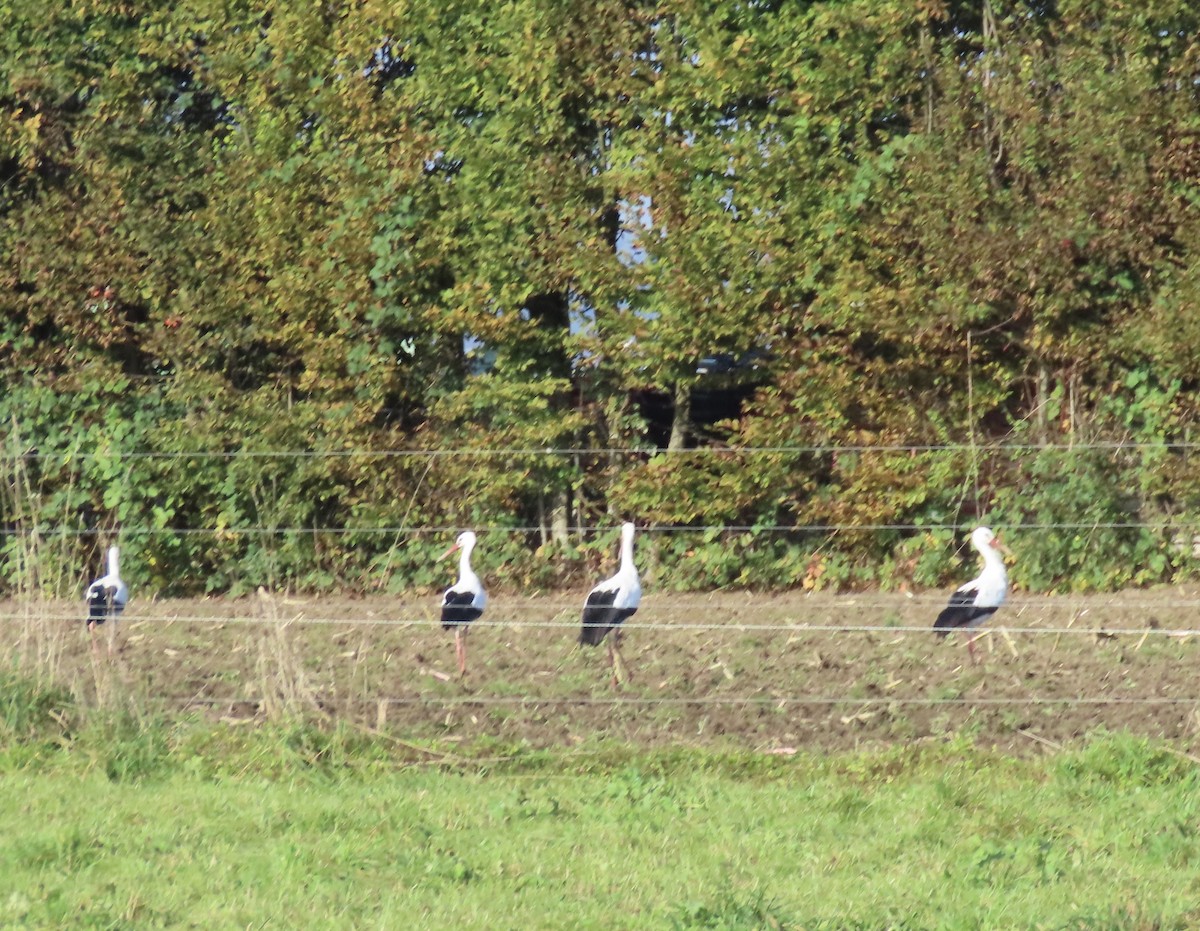 White Stork - ML643700063