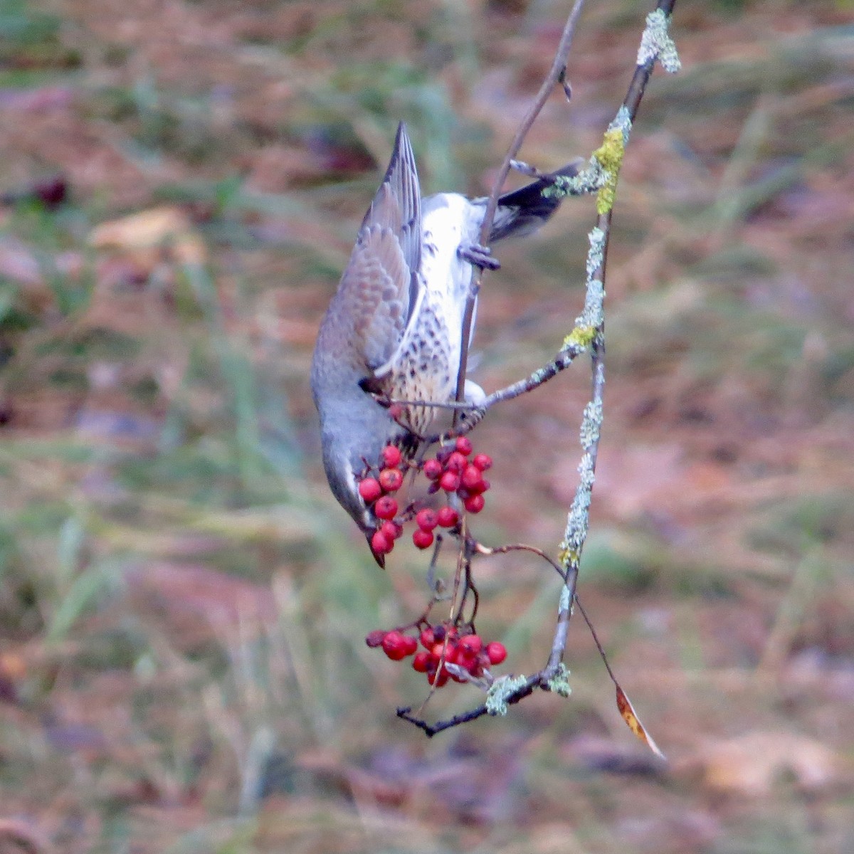 Fieldfare - ML643700064